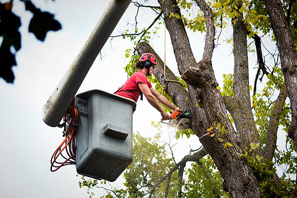 Best Emergency Tree Removal  in Sherwood Manor, CT